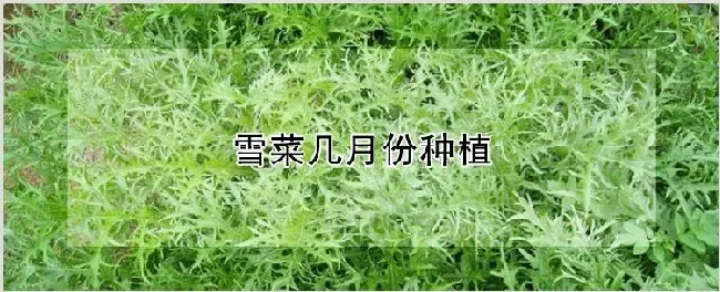 雪菜几月份种植 | 养殖技术