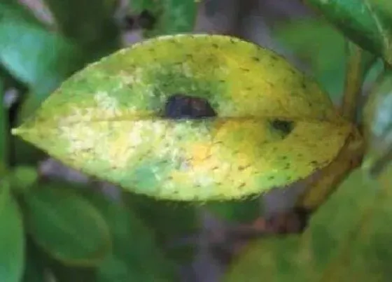 植物虫害|毛鹃病虫害防治技术与方法