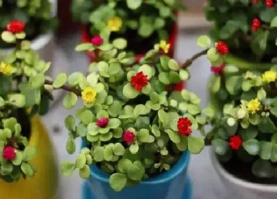 植物繁殖|马齿苋怎么繁殖方法和注意事项