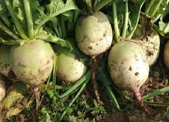 植物施肥|种萝卜用什么肥料最好