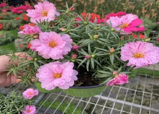 冬天植物|太阳花过冬的方法和注意事项（冬天怎么打理能越冬）