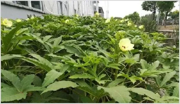 8月份黄秋葵的种植管理要点 | 种植技术