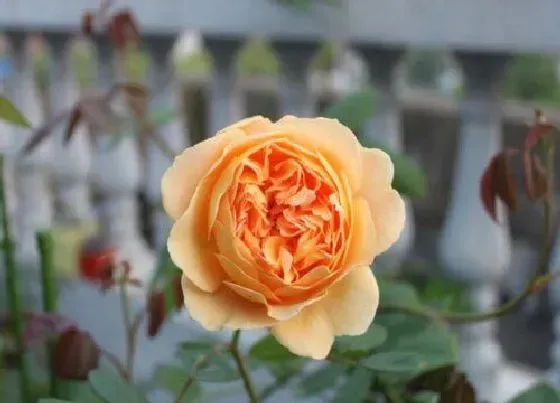 植物种类|玛格丽特王妃月季是藤本还是灌木