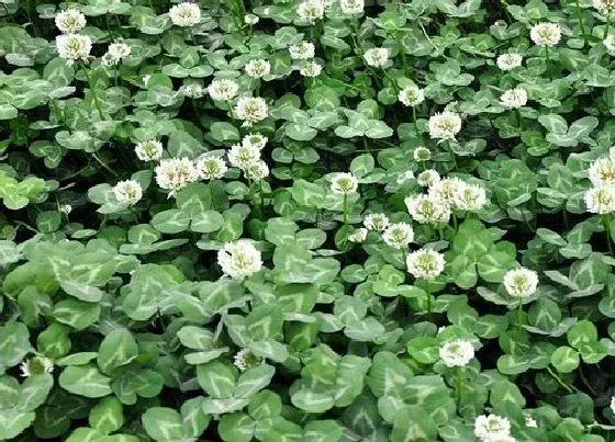 植物种类|多年生牧草品种简介及图片（适合北方种植的耐寒高产牧草）