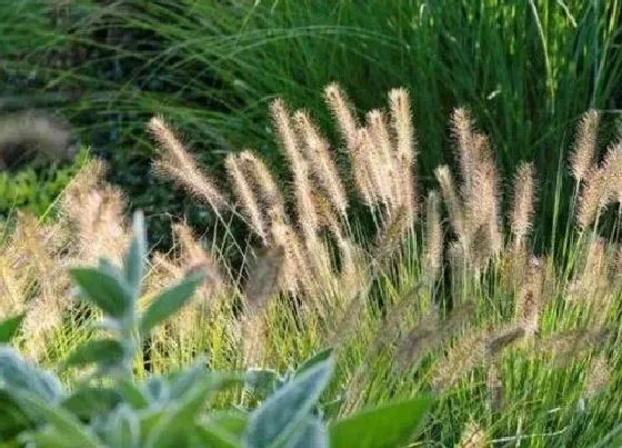 植物百科|狼尾草是多年生吗