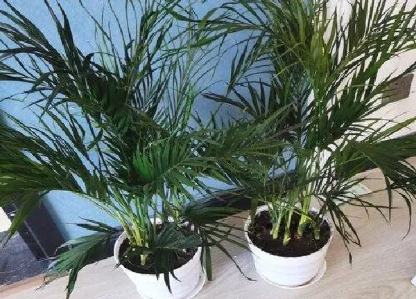 植物浇水|散尾葵要经常浇水吗