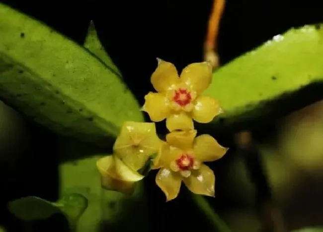 植物百科|云南保山龙陵首次发现缅甸球兰 由9种增至10种