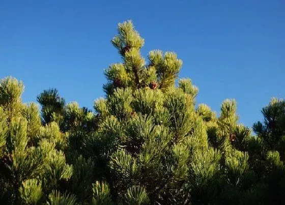 植物种类|松树是热带植物吗