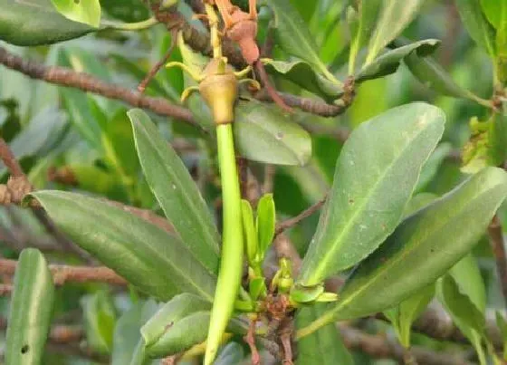 植物种类|秋茄是裸子植物吗