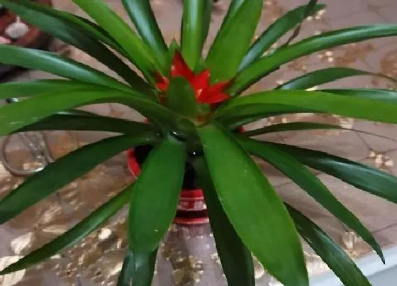 绿植|庭院阴面适合种什么植物 适合背阴地方栽种的植物
