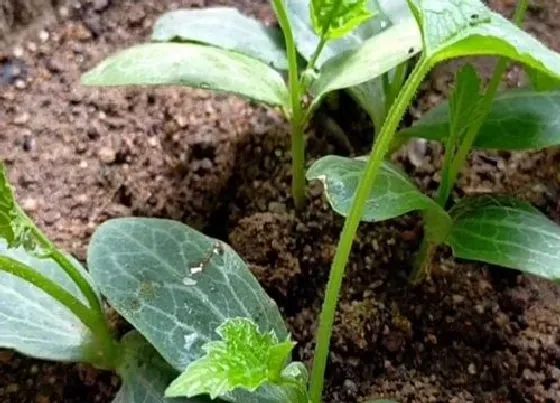 植物播种|丝瓜什么时候播种最好