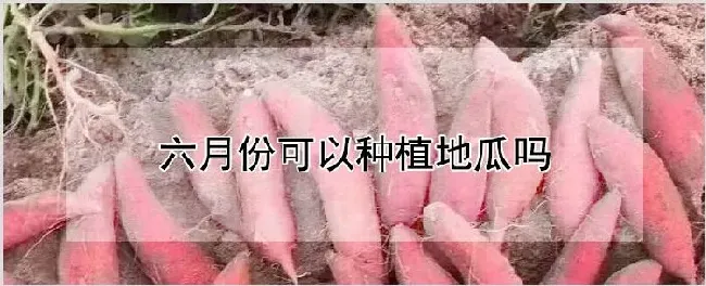 六月份可以种植地瓜吗 | 农业技术