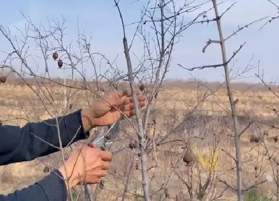 植物修剪|石榴树什么时候剪枝最好