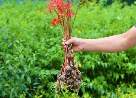 种球|曼陀罗种球保存方法与种植时间