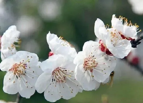 种植位置|梅花可以种在院子里吗