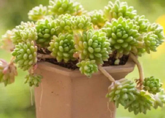 冬天植物|多肉冬天会死吗 多肉植物冬天怎么养不会冻死