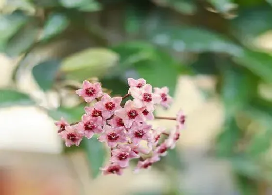 植物毒性|球兰花有毒吗 可以放在室内养吗