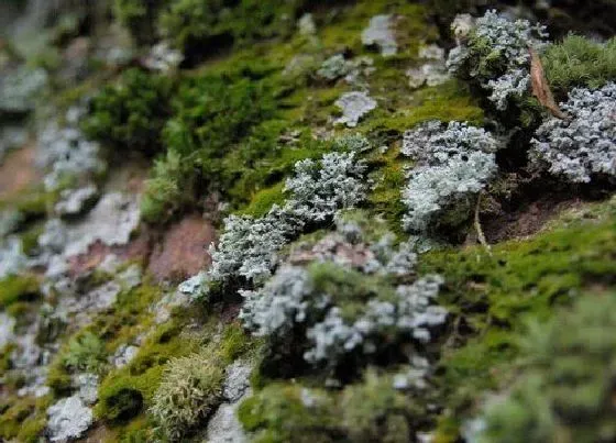 植物百科|地衣属于什么类植物 是植物还是真菌