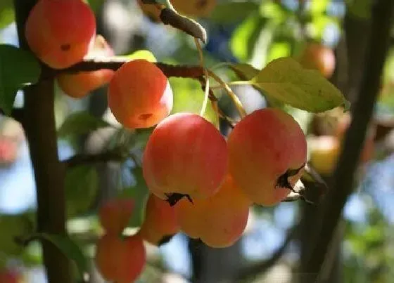 绿植|家里庭院种什么植物风水好又旺财 适合院子里栽的植物