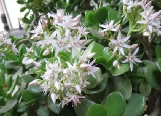 植物百科|燕子掌会开花吗 养多长时间会开花