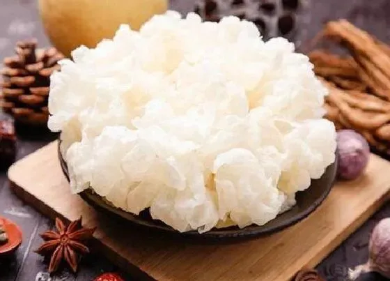 种植管理|银耳的生长周期是多长时间