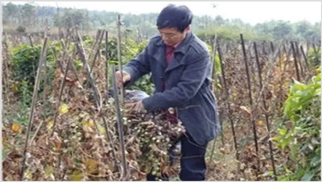 山药死滕原因及防治方法 | 种植资料