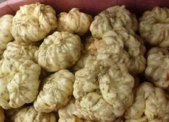 食用须知|百合花种子怎么吃法