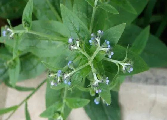 植物播种|琉璃茞什么时候播种最好