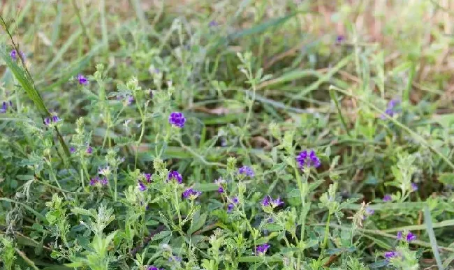植物种类|多年生牧草品种简介及图片（适合北方种植的耐寒高产牧草）