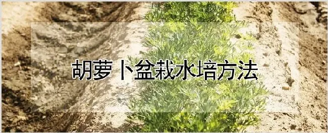 胡萝卜盆栽水培方法 | 农业科普