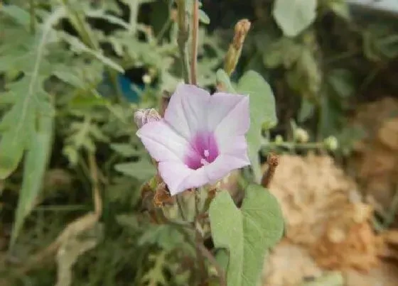 植物百科|和牵牛花很像的草