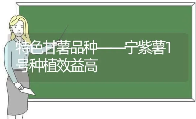 特色甘薯品种——宁紫薯1号种植效益高 | 植物种植百科
