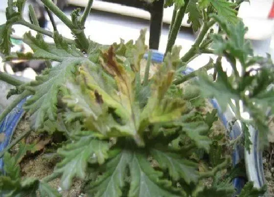 种植位置|家里可以种驱蚊草吗