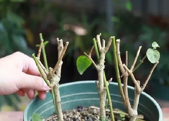 植物修剪|茉莉球怎么修剪方法