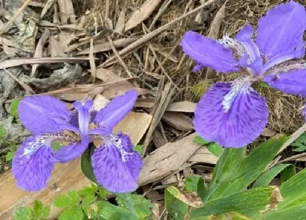 植物移栽|鸢尾上盆时间与养护方法