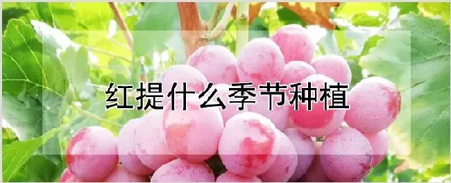 红提什么季节种植 | 农业科普