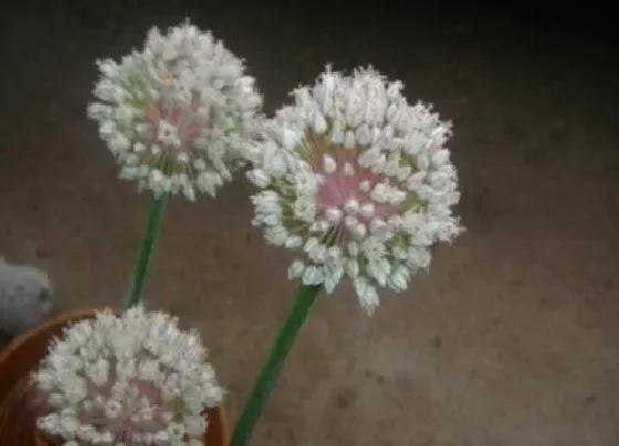 植物百科|大蒜开花吗 开花是什么预兆