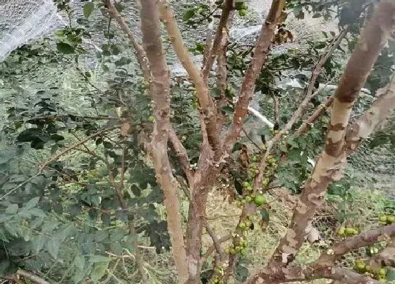 花朵诊疗|嘉宝果不开花怎么办
