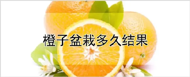 橙子盆栽多久结果 | 自然知识