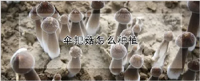 伞把菇怎么种植 | 耕种资料