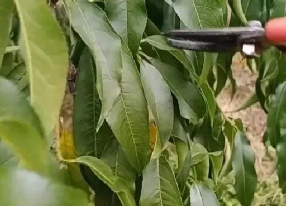 植物修剪|黄桃树怎么修剪方法