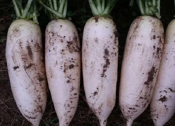 食用常识|白萝卜含糖量高吗