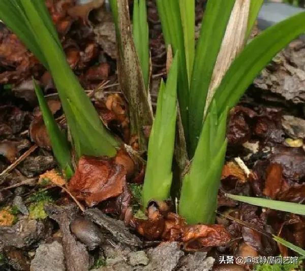 养殖方法|兰花适合放阳台上吗（在家里阳台养兰花需要注意什么技巧）