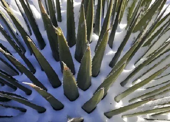 植物百科|芦荟属于什么植物类型