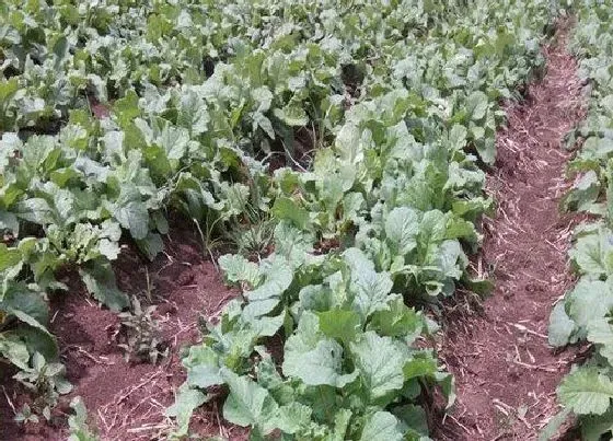 植物施肥|种萝卜用什么肥料最好