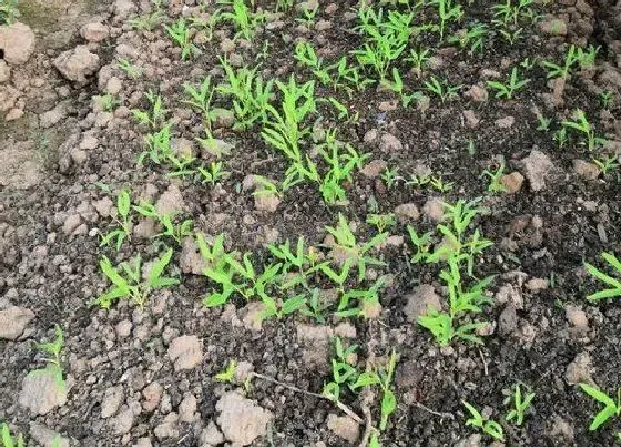 植物育苗|空心菜几天发芽出苗 播种后多久发芽