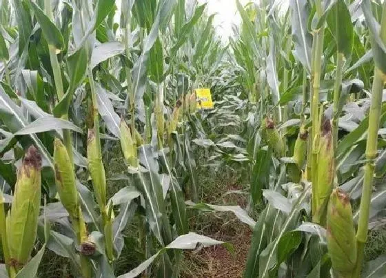 植物施肥|种玉米用二铵好还是复合肥好，种玉米用什么复合肥好）