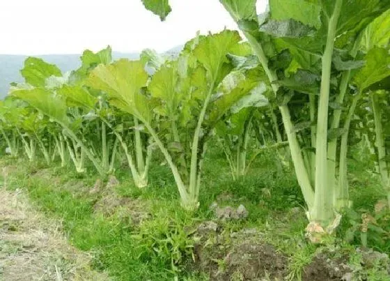 习性特点|芥末长什么样子