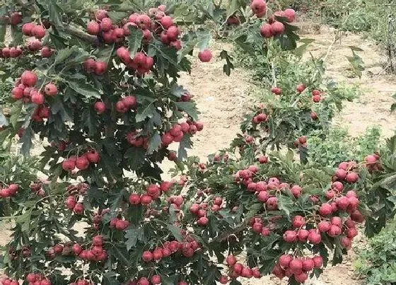 植物百科|山楂又叫什么名字