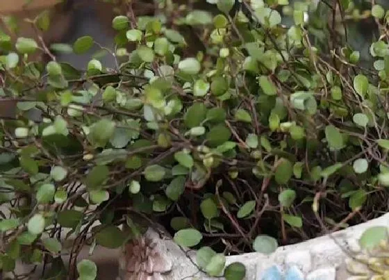 植物修剪|千叶兰怎么修剪方法